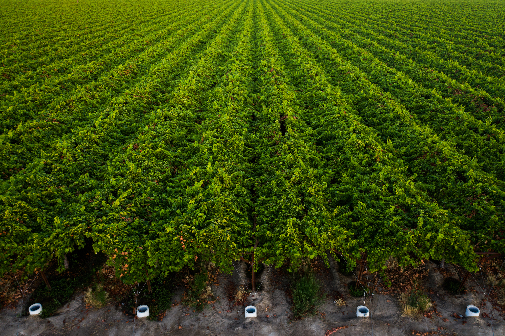 Rows of table grapes grown by Fowler Packing