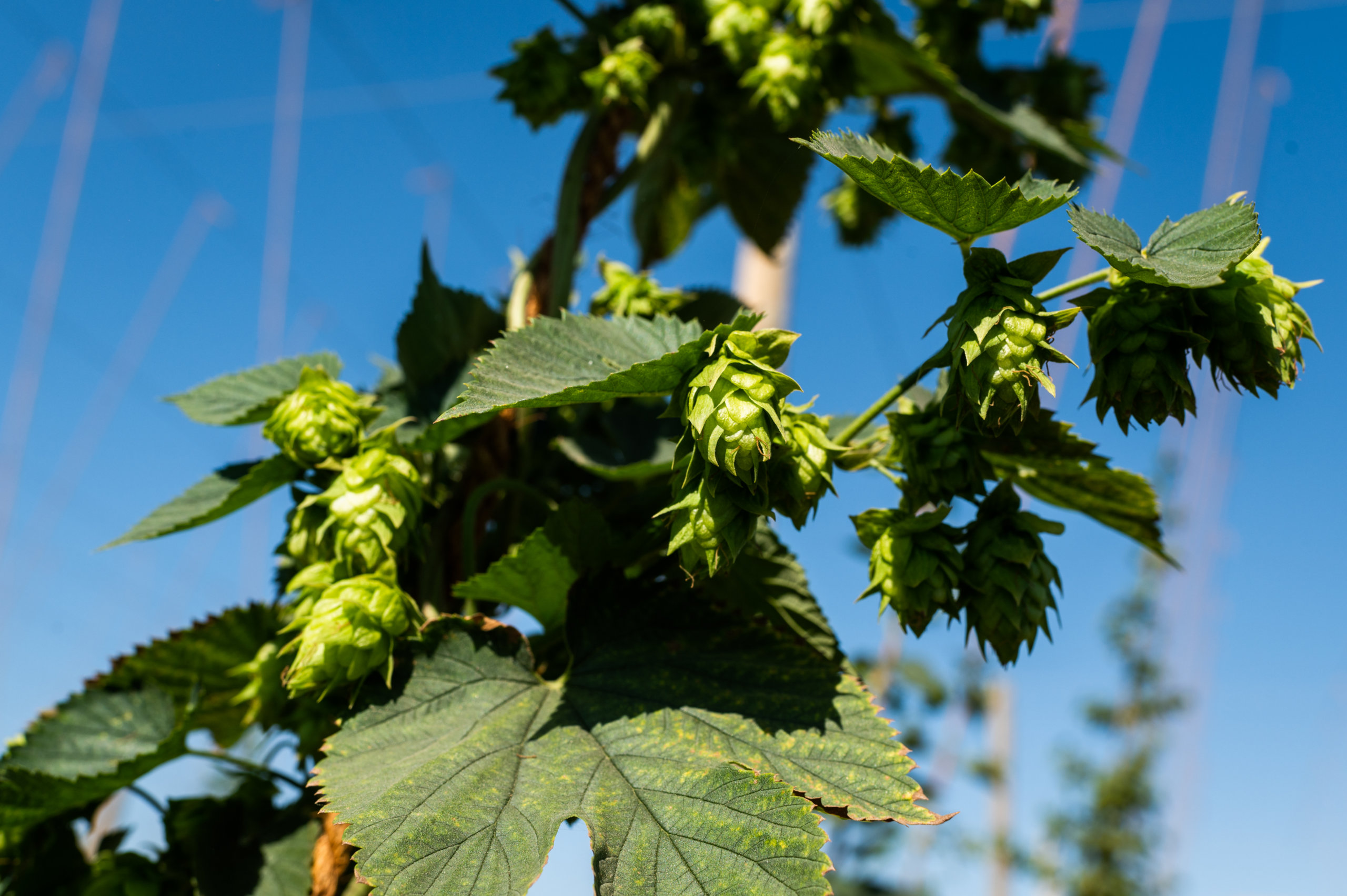 Chinook hops on bines in Central California