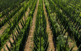 View above the bines, showing how they're trellised