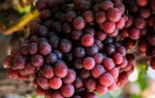 Red table grapes, on the vine at one of Fowler Packing's farms