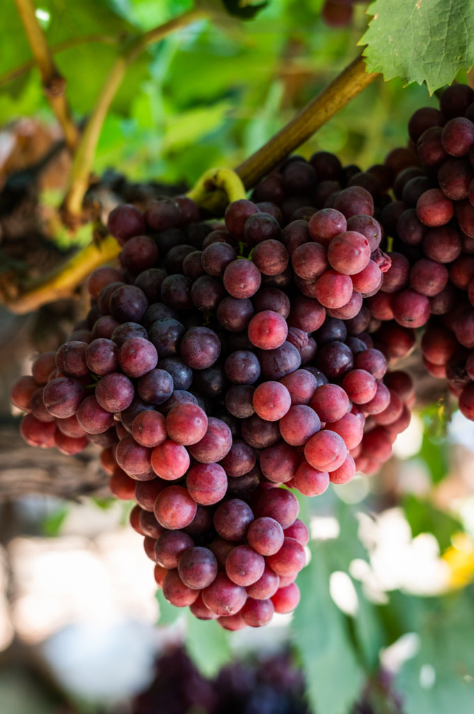 Red table grapes, on the vine at one of Fowler Packing's farms