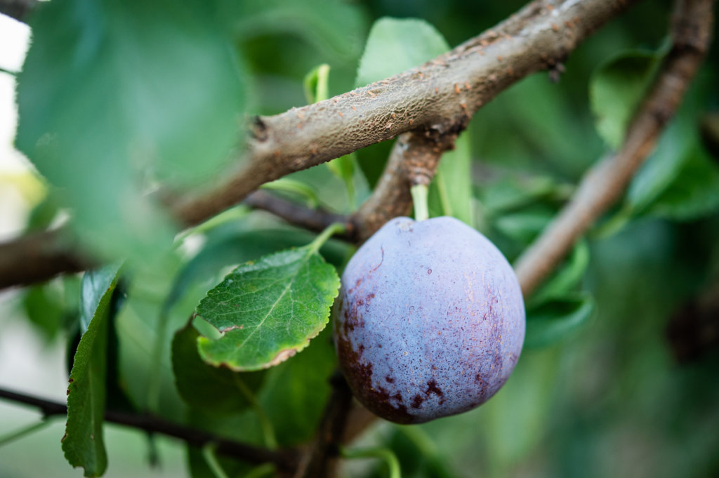 Bloom on a prune growing in Central California