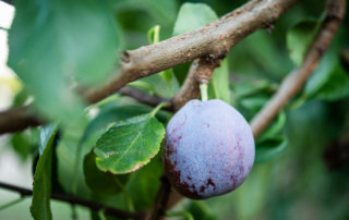 Bloom on a prune growing in Central California