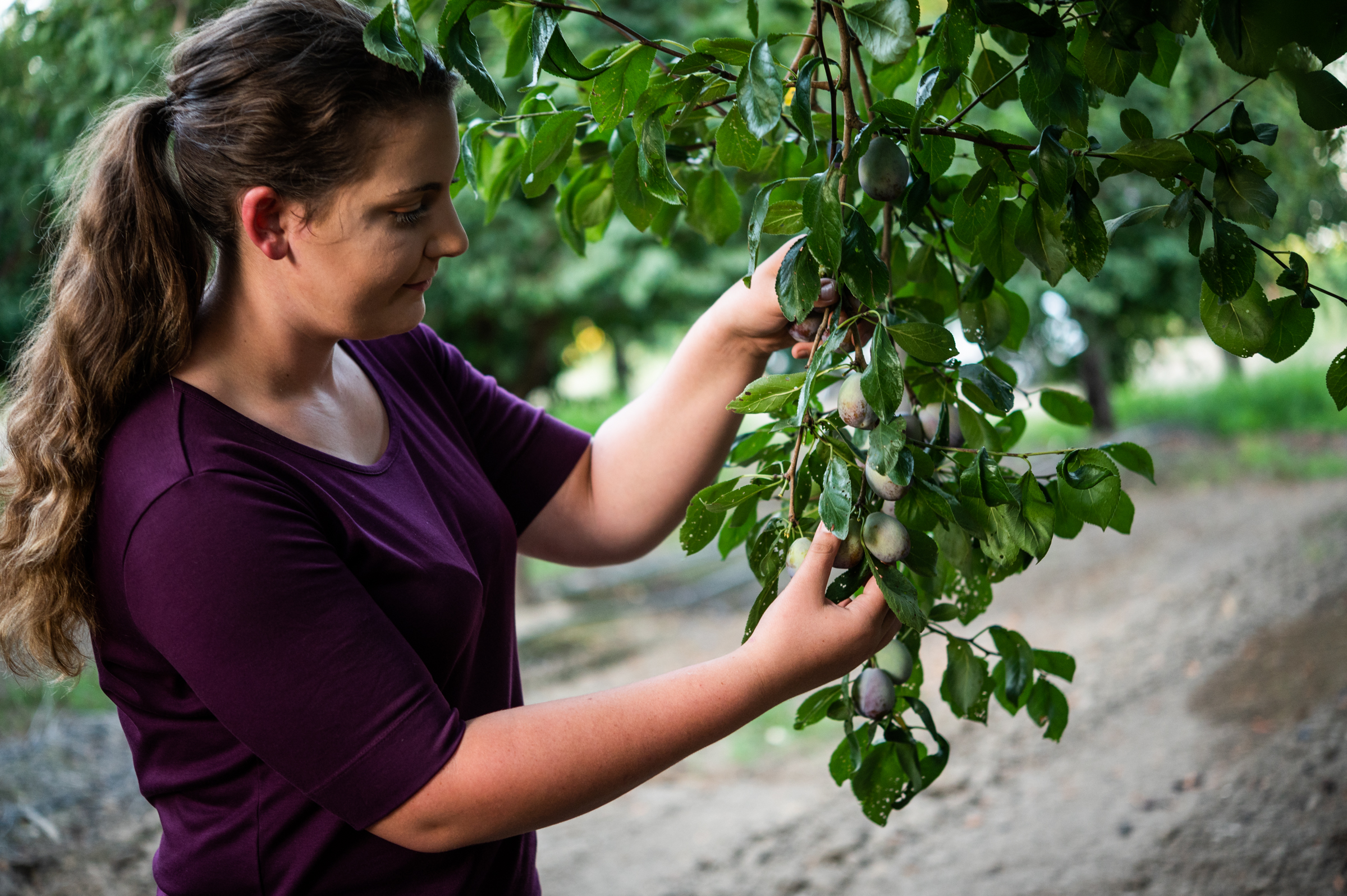 A sixth generation farmer checks the plums on a ranch in Madera, California