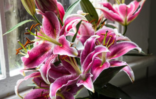 Pink lilies in the window light at the home kitchen studio