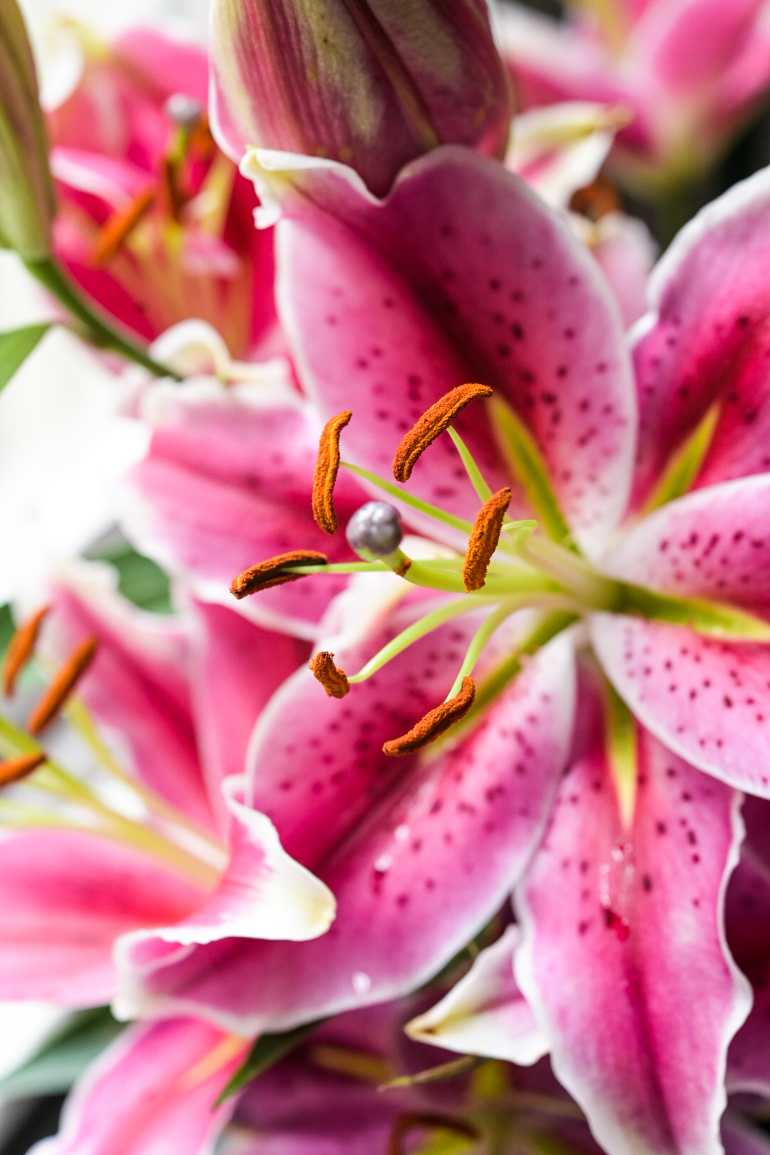 Details of the sappy pistil and stamen from a pink lily