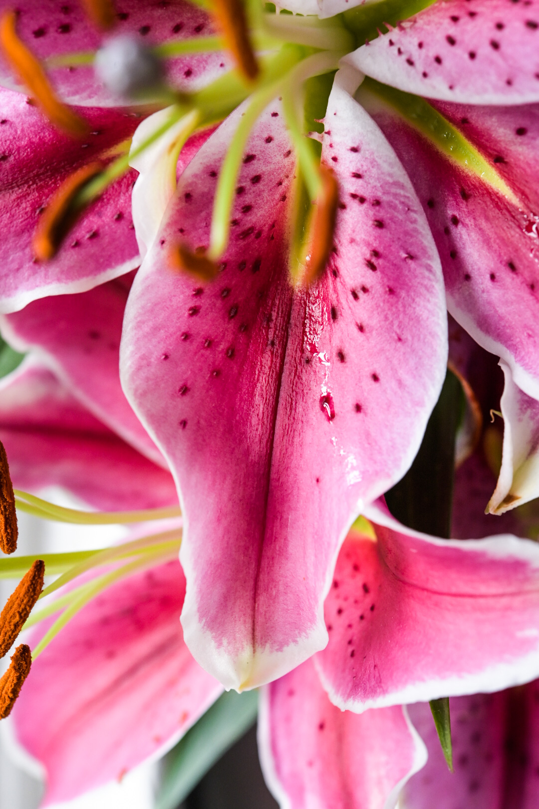 Sap from the pistil of a lily runs down a pollen-stained pedal