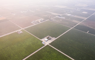 Fields of table grapes in Fowler, California, under a smoke-filled sky