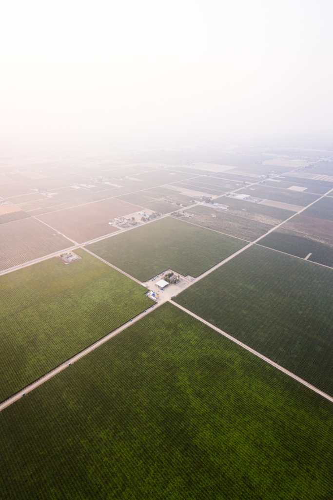 Fields of table grapes in Fowler, California, under a smoke-filled sky