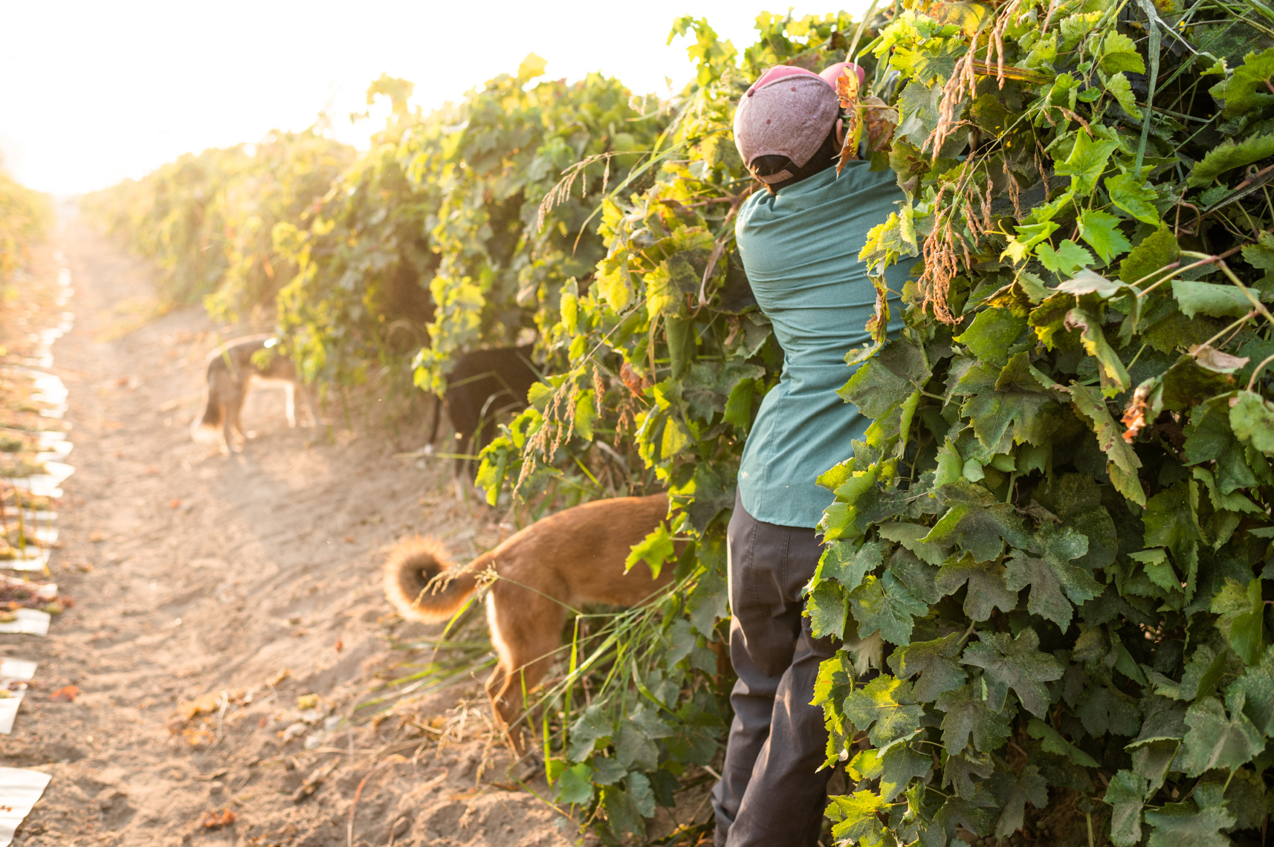 Nikiko, with the help of three farm dogs, reaches in to the vines in search for grapes