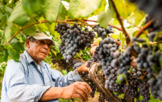 Justino Topete prunes leaves in the grapes on his farm