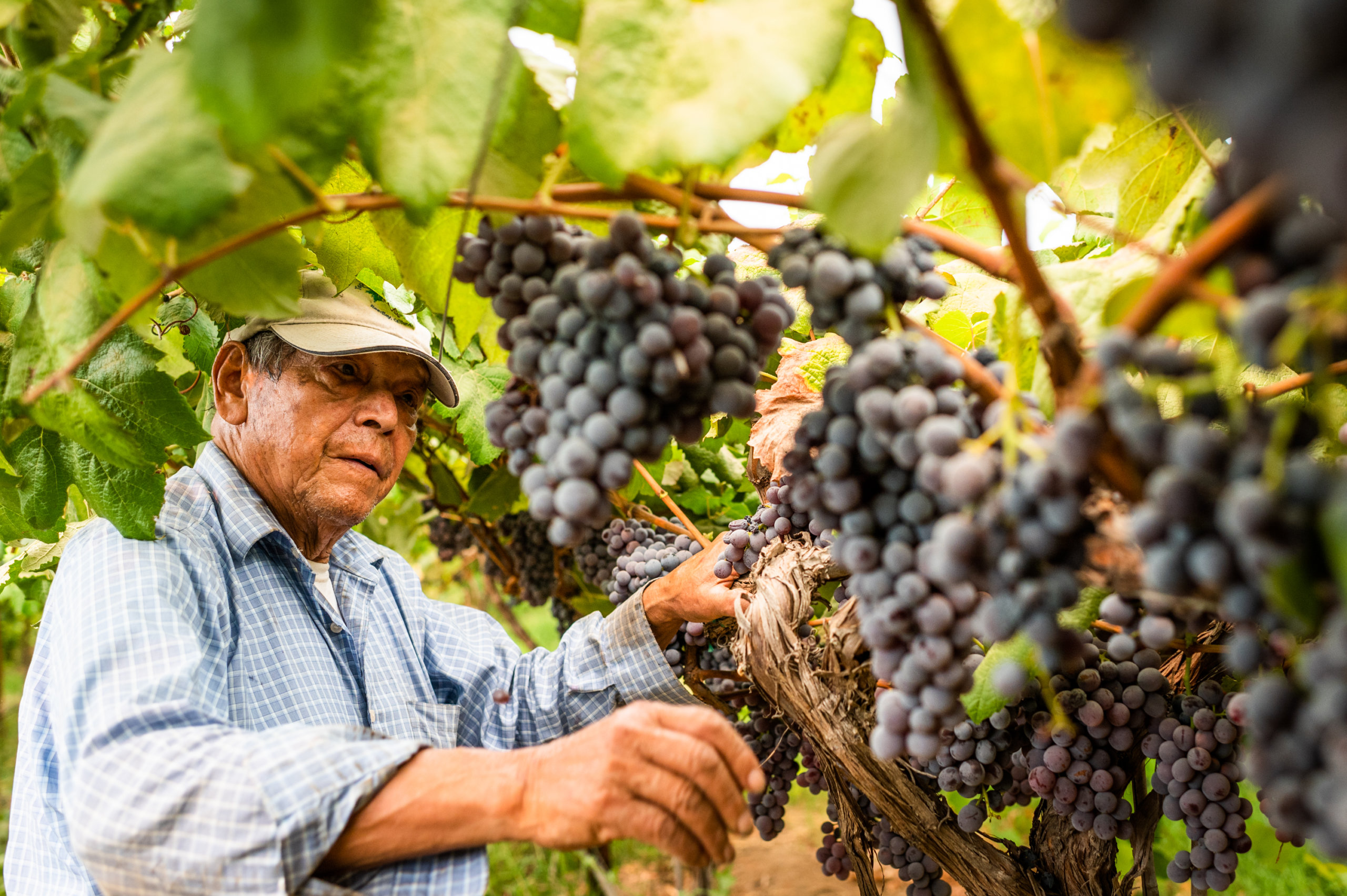 Justino Topete prunes leaves in the grapes on his farm