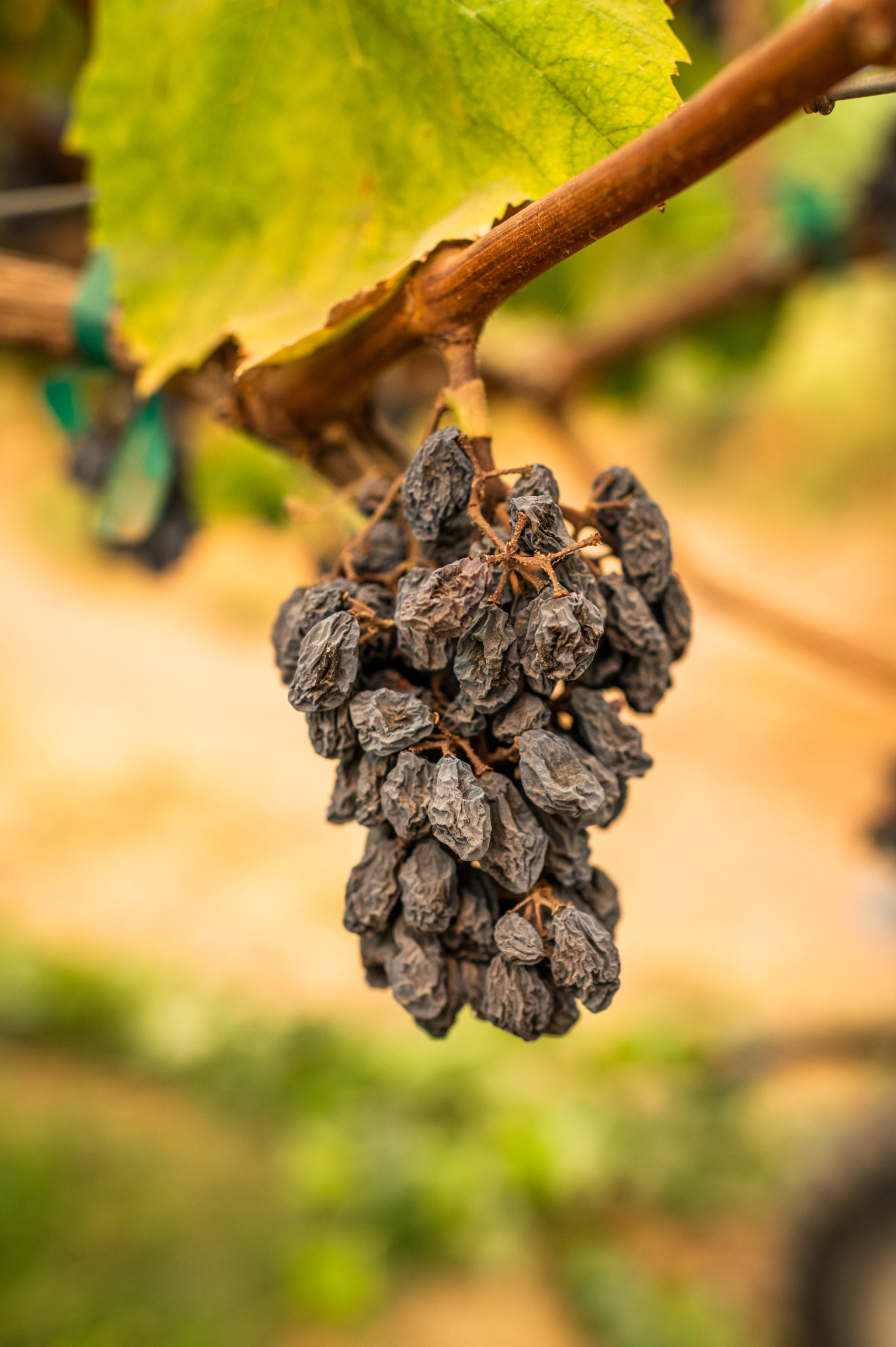 Raisins dried on the vine