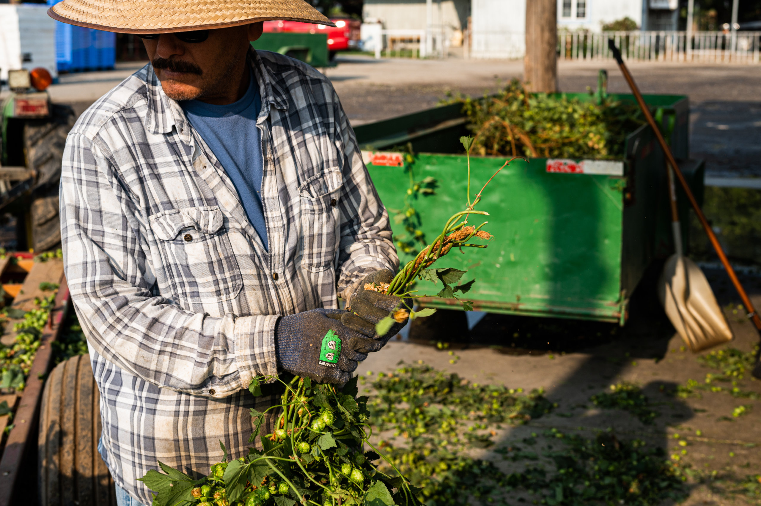 A farmworker separates bines of freshly harvested hops