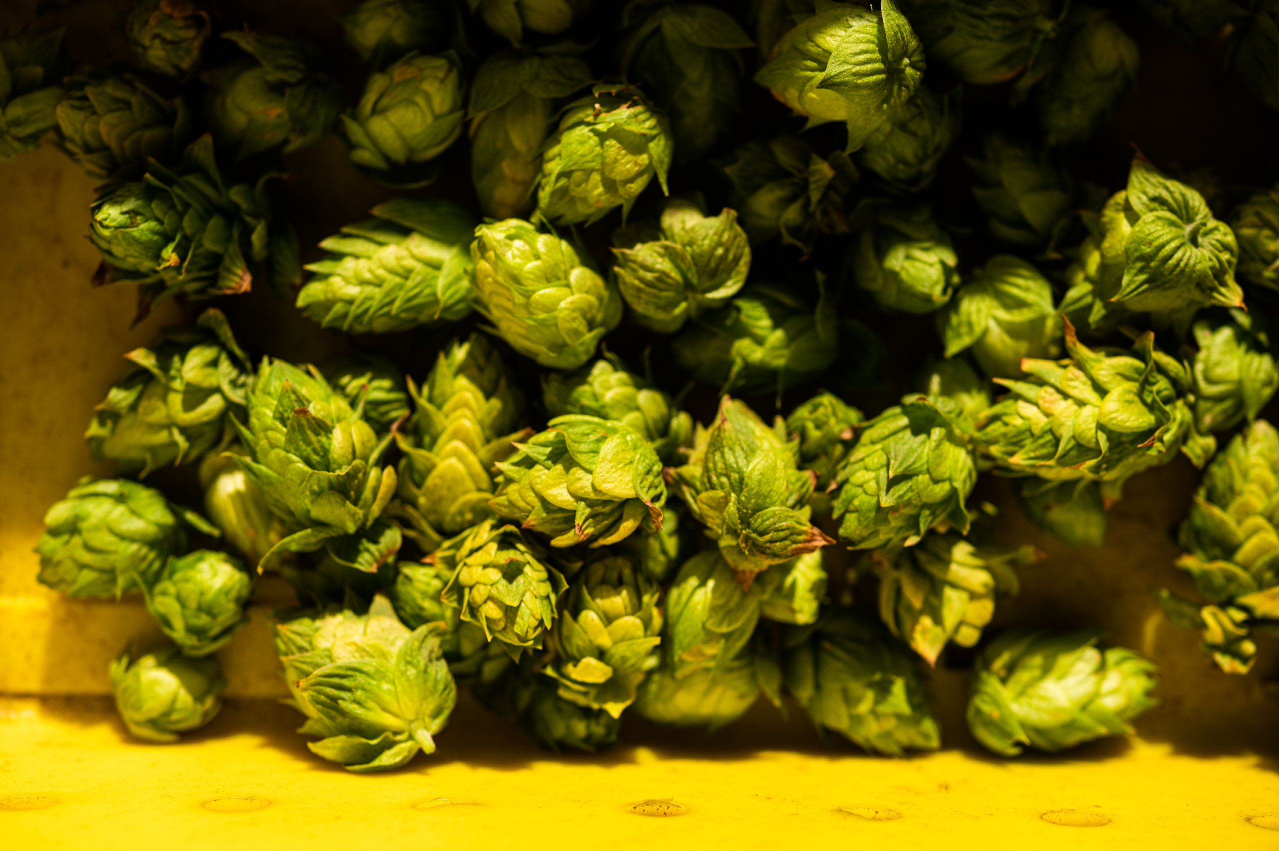 Hop cones piled in a bin after being separated from their bines