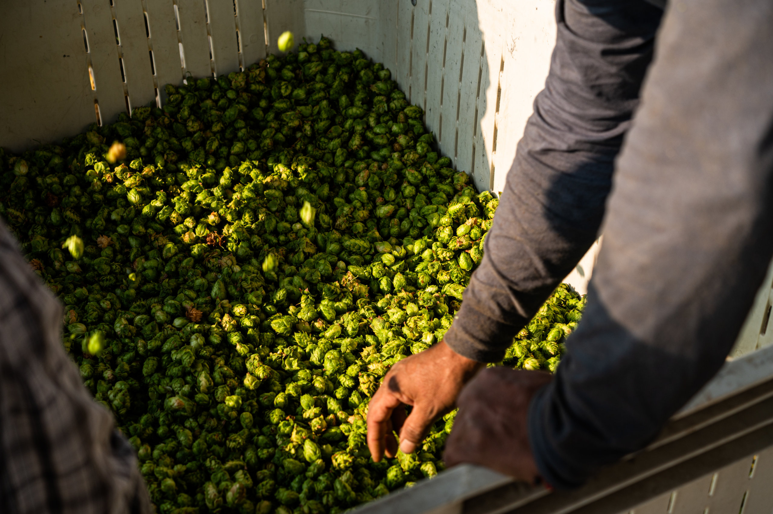 A farmer sorts through a bin of freshly harvested hop cones
