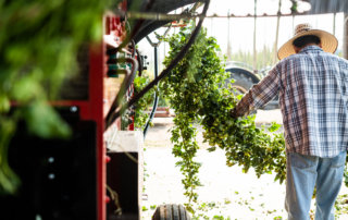 A farmworker at Golden State Hops helps separate bines for the harvester