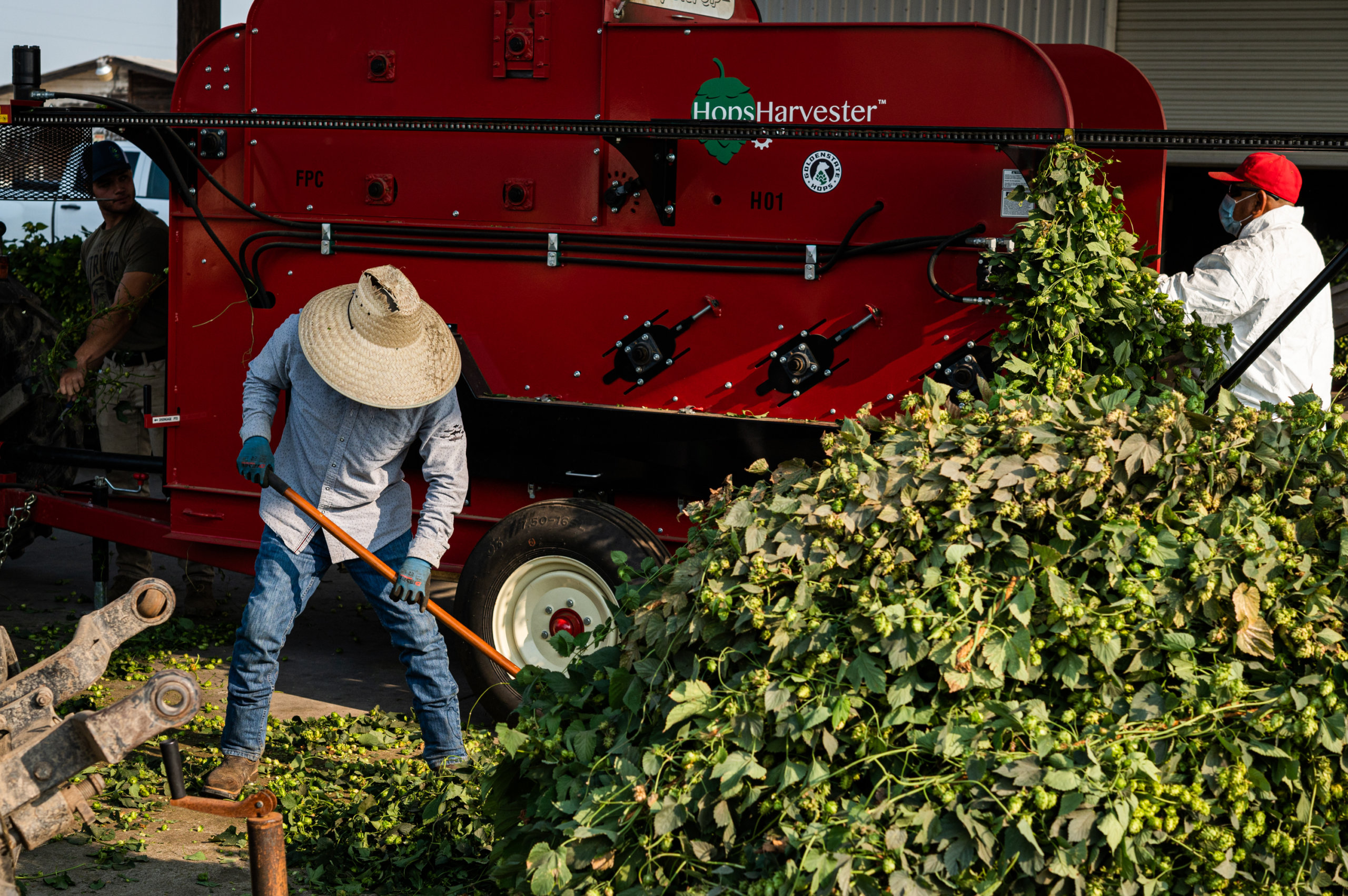 Farmworkers pile harvested hop bines and thread each into a portable harvester