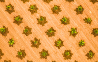 Aerial view of irrigated citrus saplings