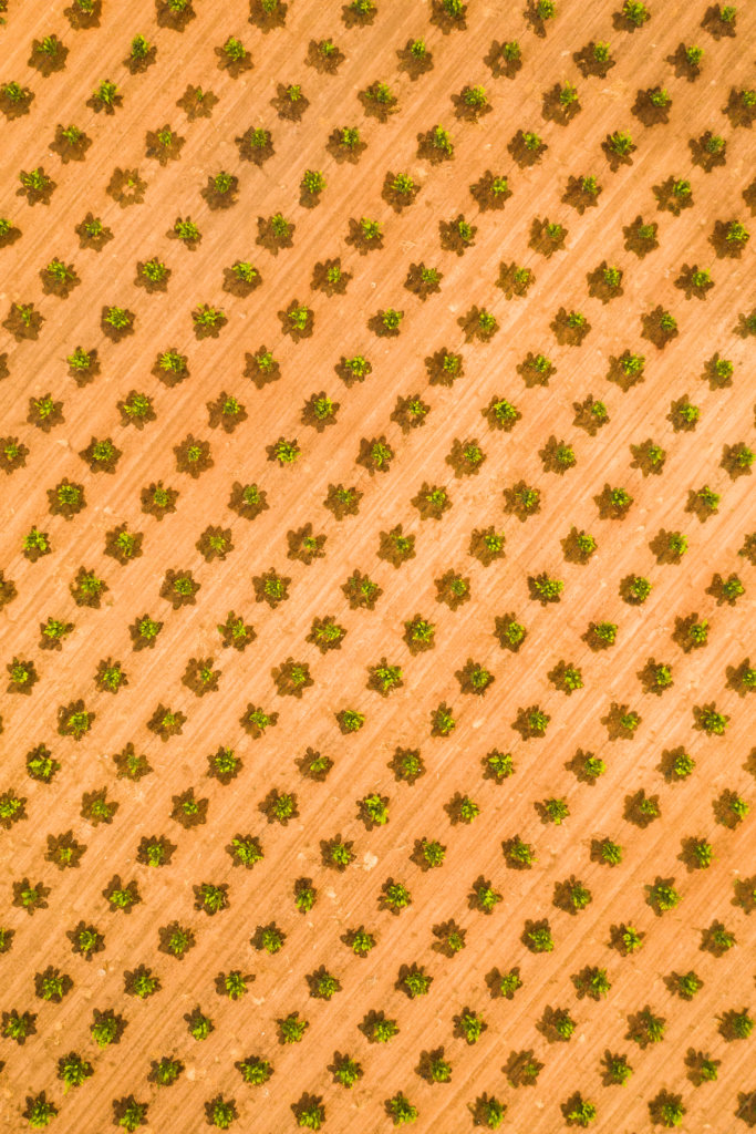 Fabric-like textures created by an overhead view of young citrus trees near Navelencia, California