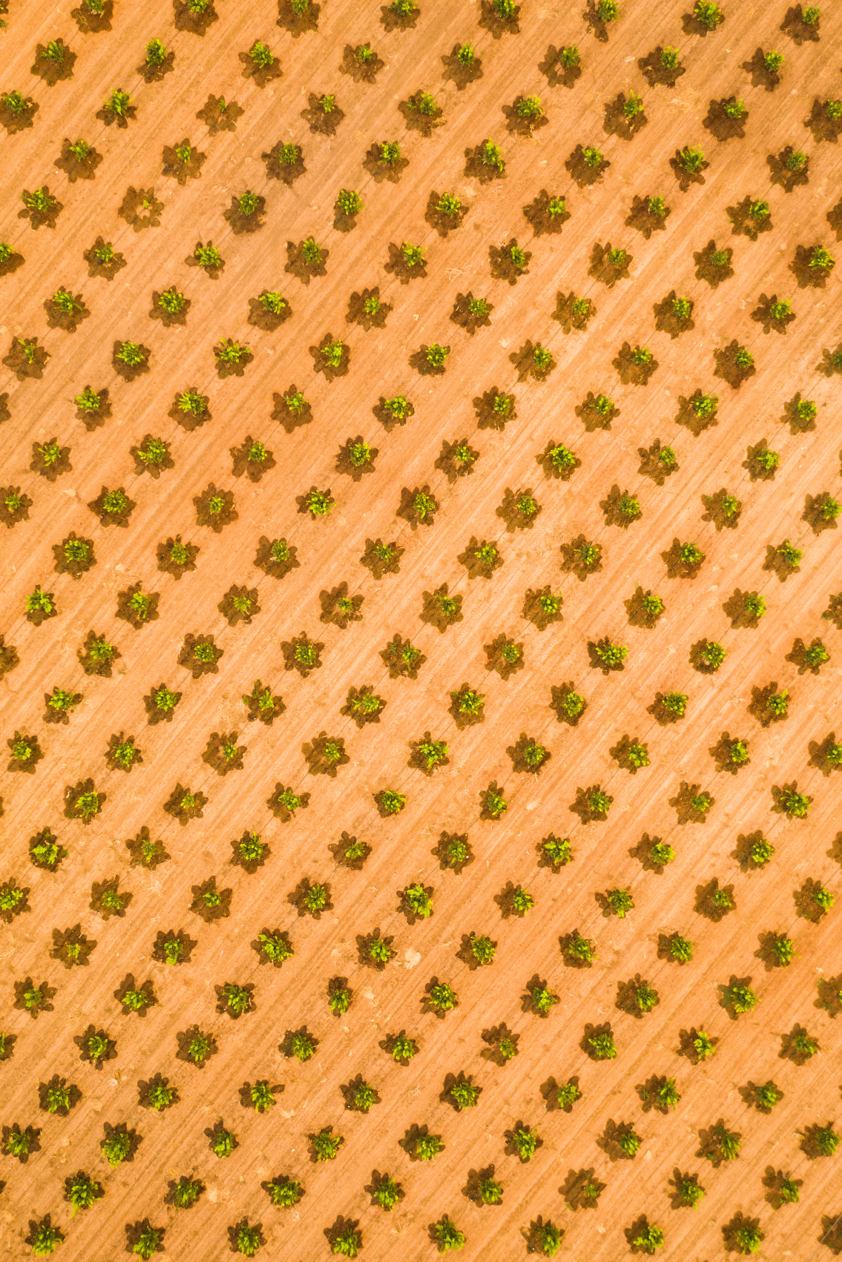 Fabric-like textures created by an overhead view of young citrus trees near Navelencia, California
