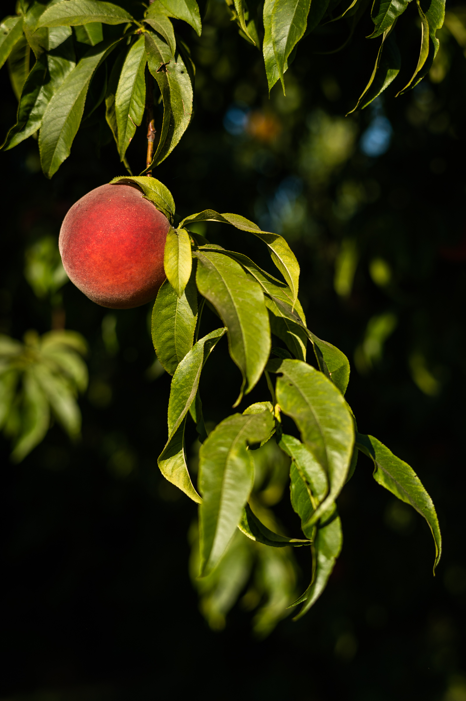 A ripe peach in the sun at Balakian Farms in Reedley, California