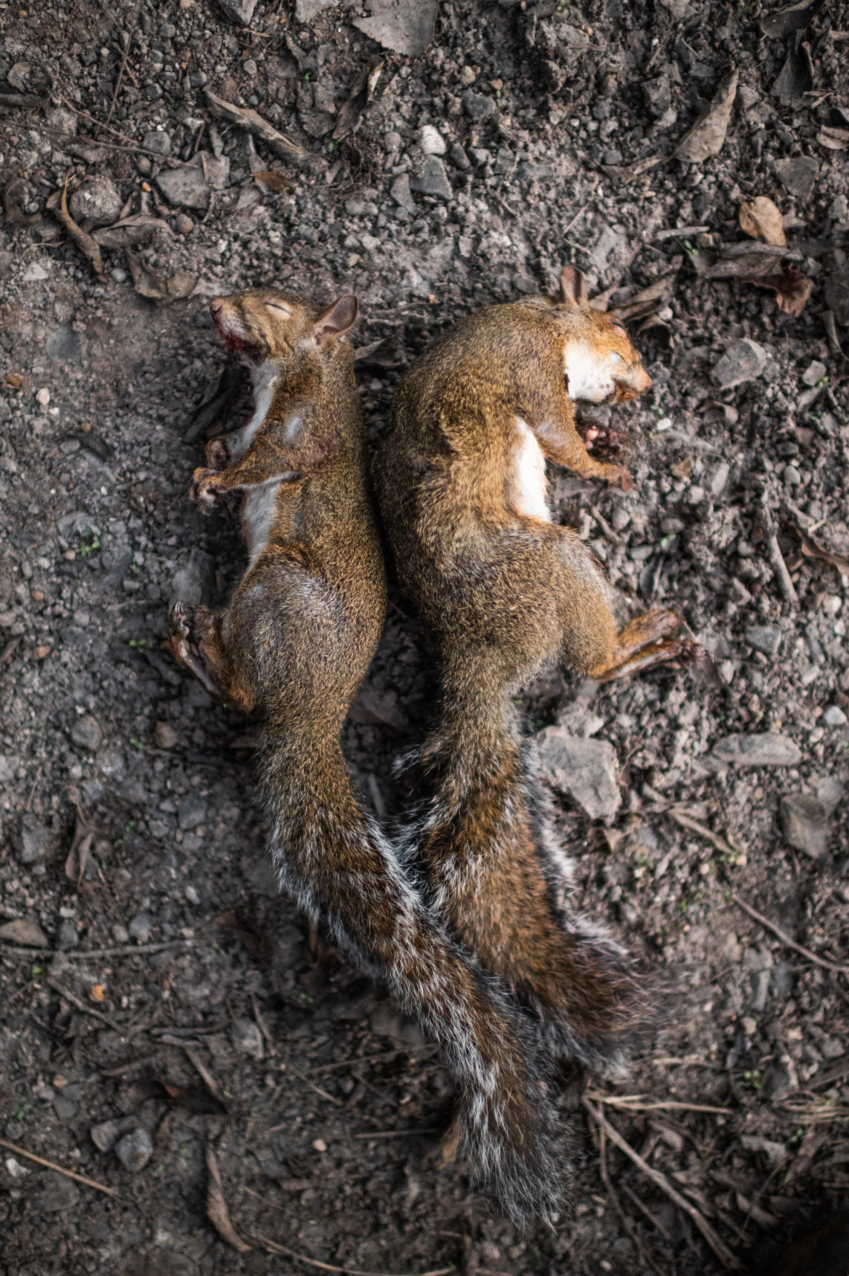Two squirrels harvested on opening day of hunting season