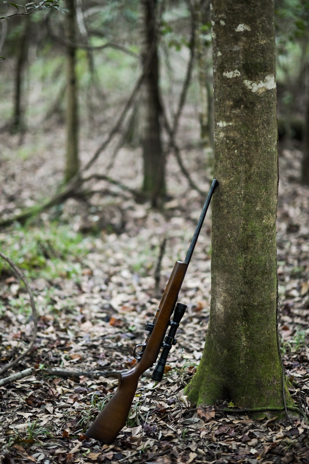A .22 rifle rests on the trunk of a young oak tree