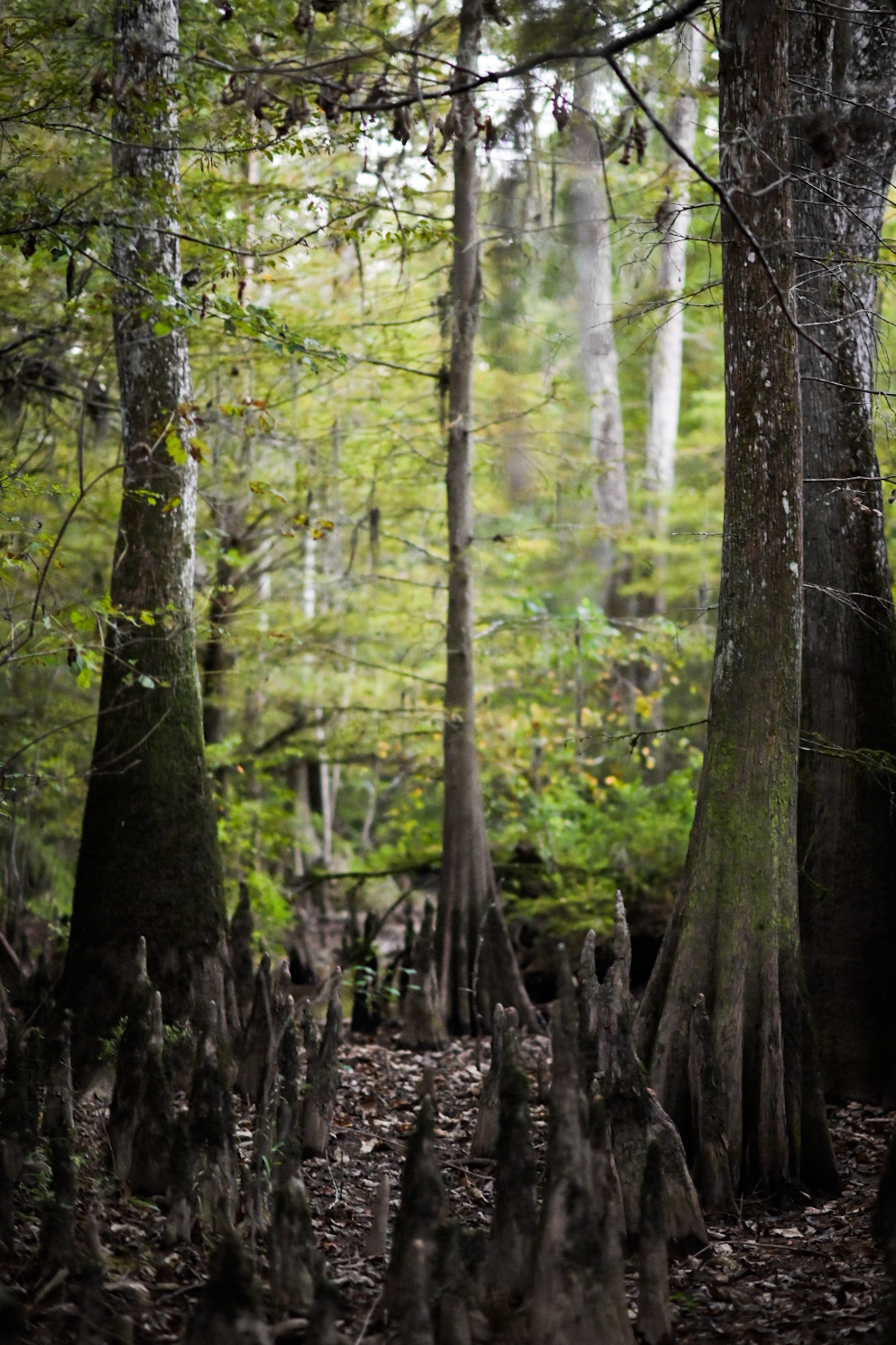 A muddy slough filled with cypress trees and stumps