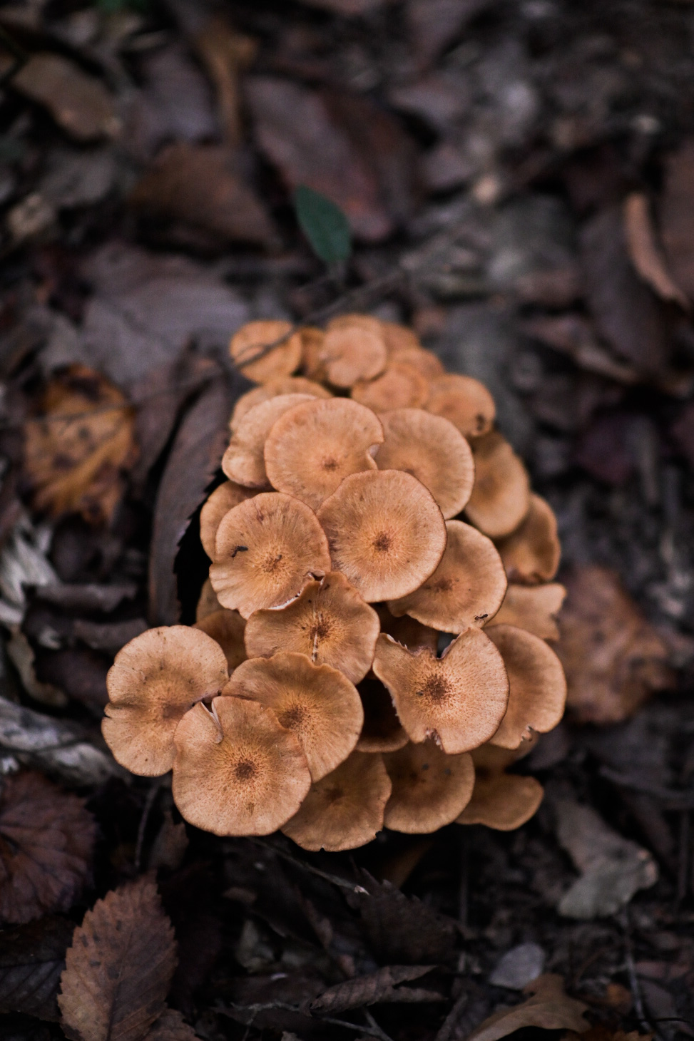 Honey mushrooms growing in the woods of Pearl River WMA