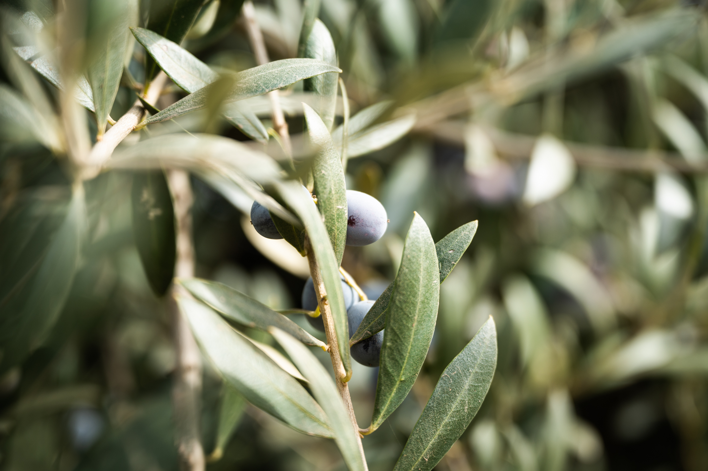 Olives ripen on a hedgerow in Fresno, California