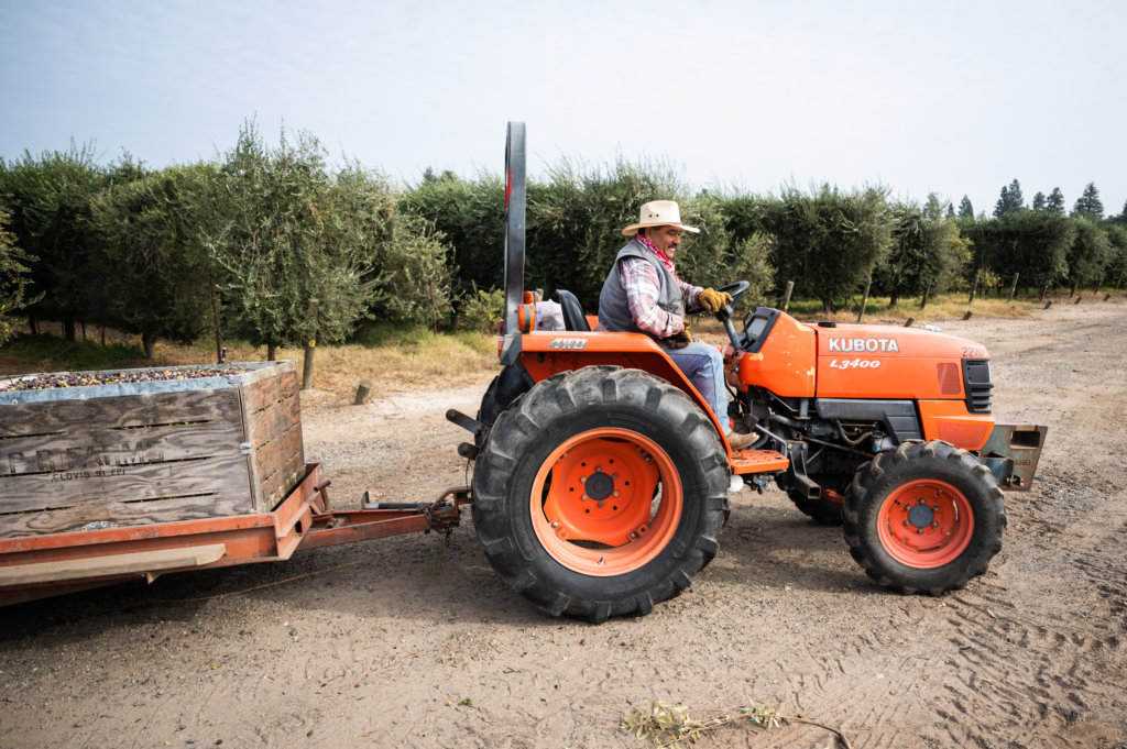 A farmworker hauls bins of olives from the grove to a semi trailer