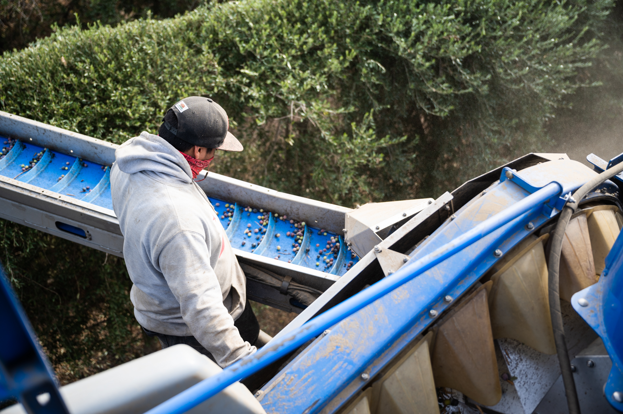 From atop the harvester, a worker clears debris from the olive conveyor