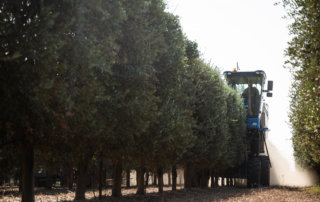 A dedicated olive harvester straddles a hedgerow of super high density trees