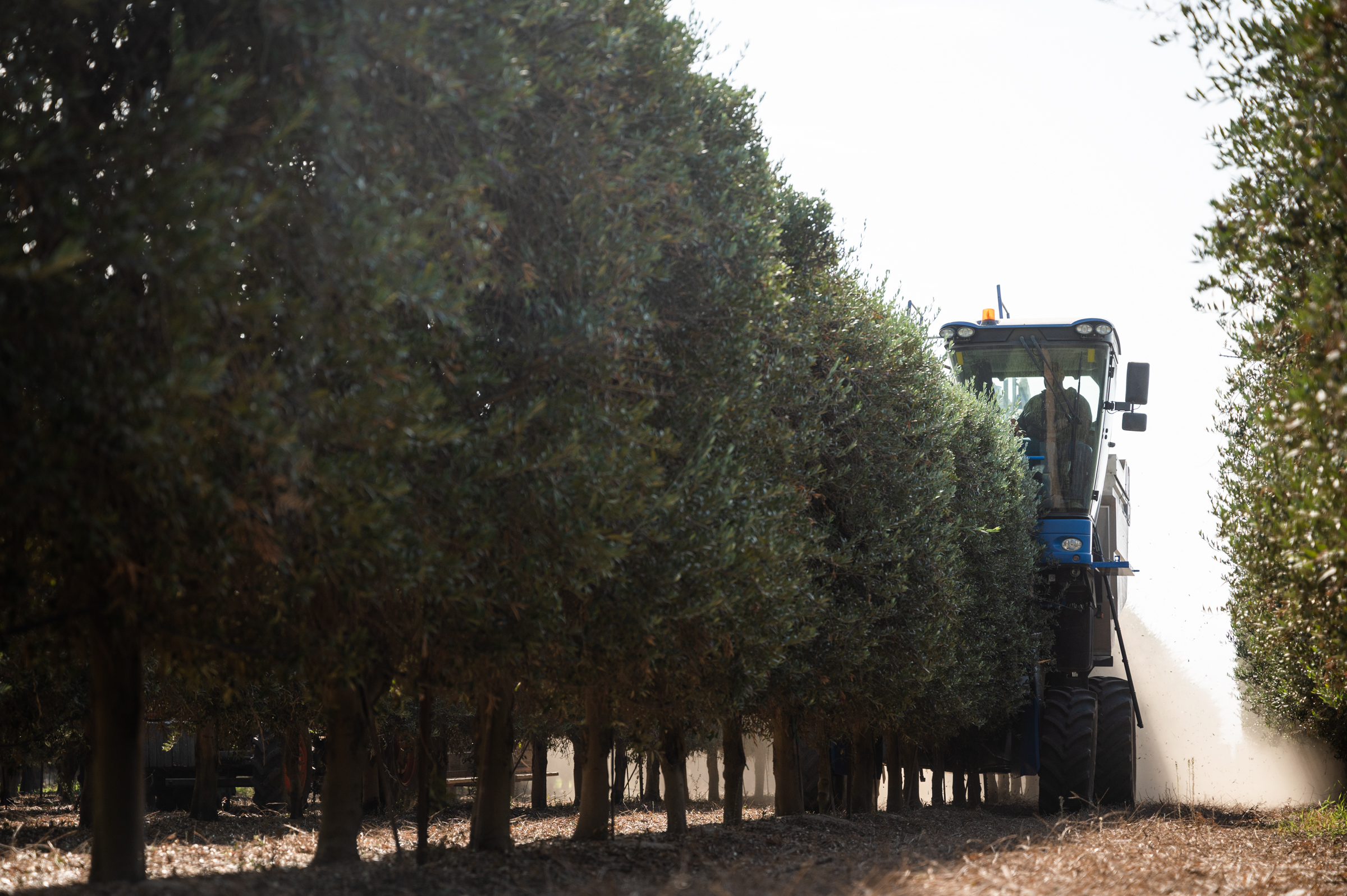 A dedicated olive harvester straddles a hedgerow of super high density trees