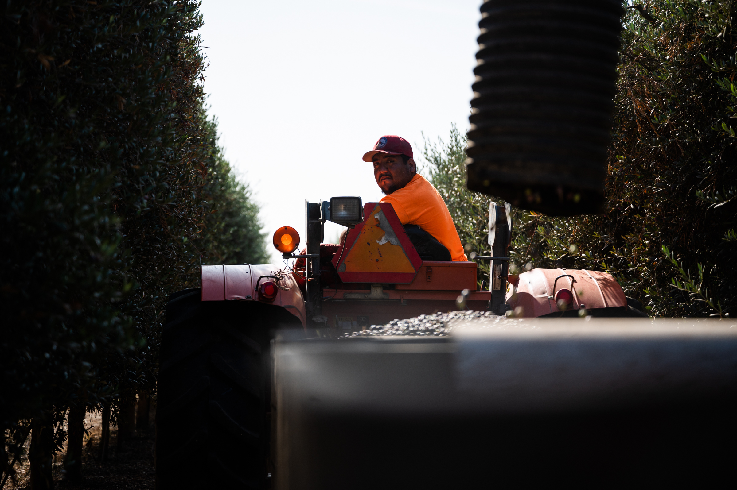 A worker driving a tractor looks back to check the olives as they fall in to bins
