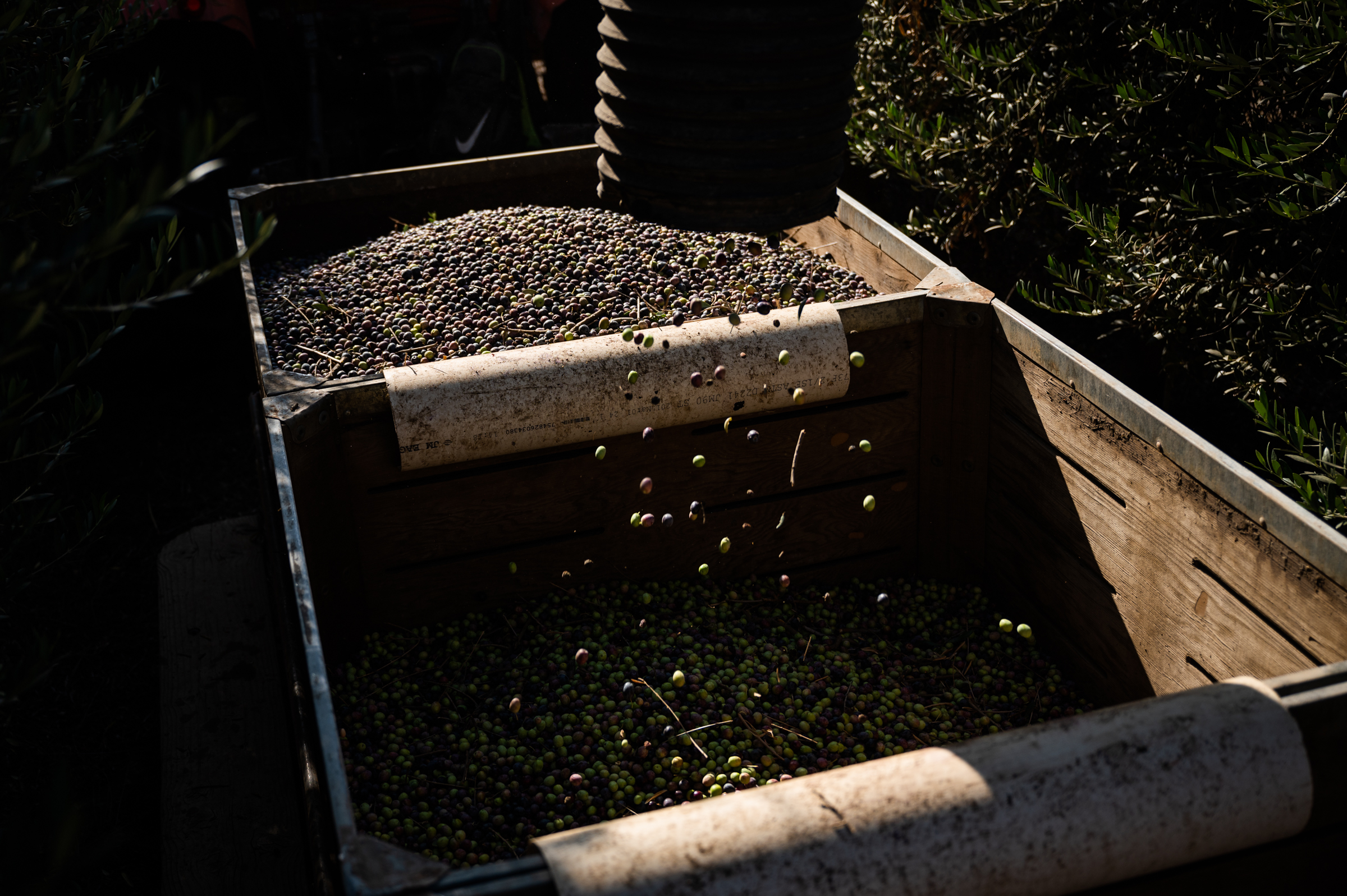 Freshly harvested olives are dumped from the harvester's conveyor into bins