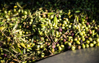 Freshly harvested olives are dumped so that leaves and sticks can be sifted out