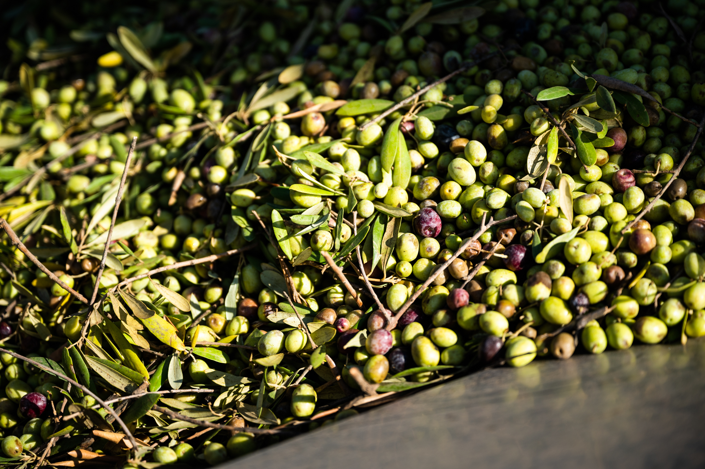 Freshly harvested olives are dumped so that leaves and sticks can be sifted out