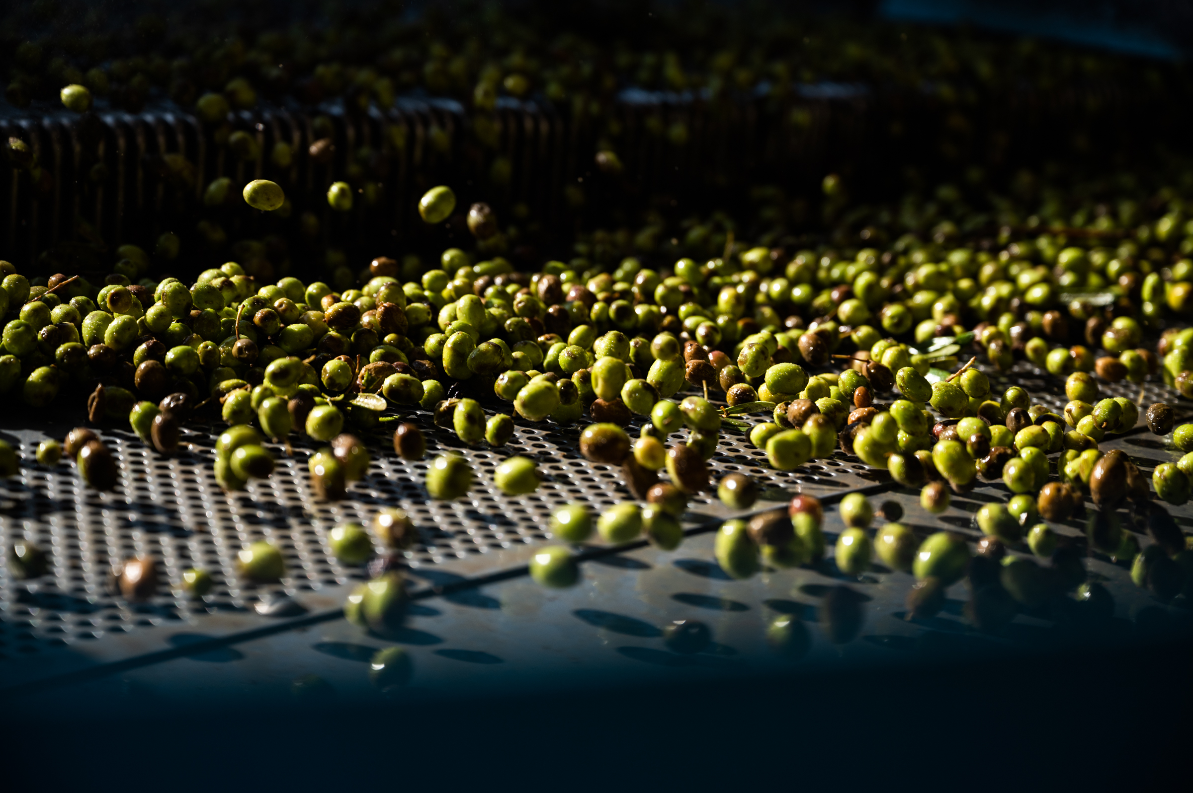 Olives are tumbled and rinsed with water