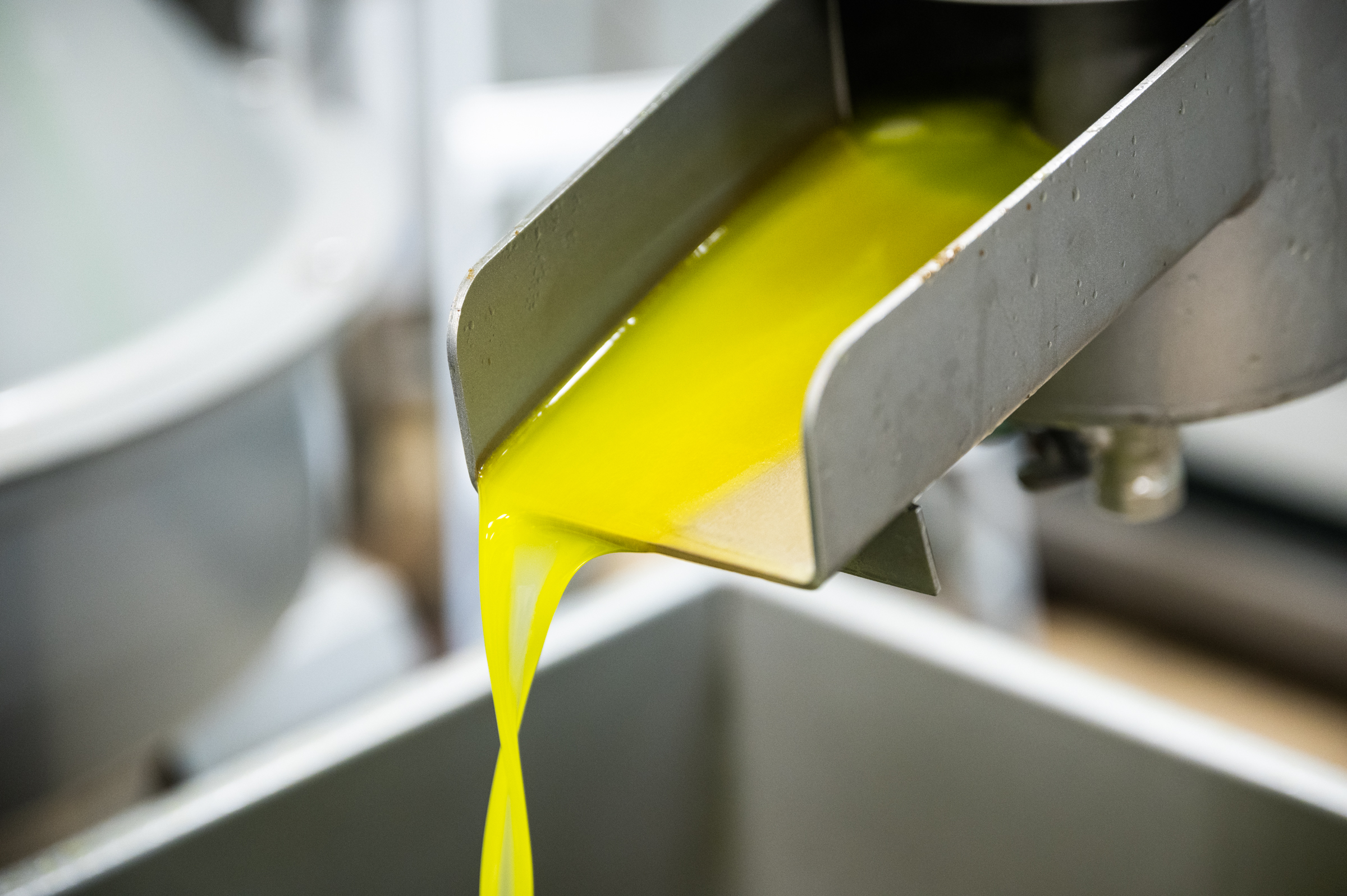 Extra virgin olive oil is separated from the olives and pits using centrifugal force