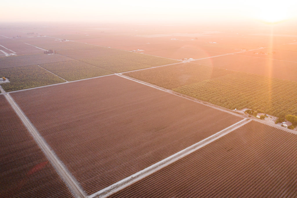Fields of DOV (dried on vine) raisins in Madera, California