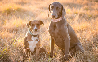 Sunset portrait of two dogs