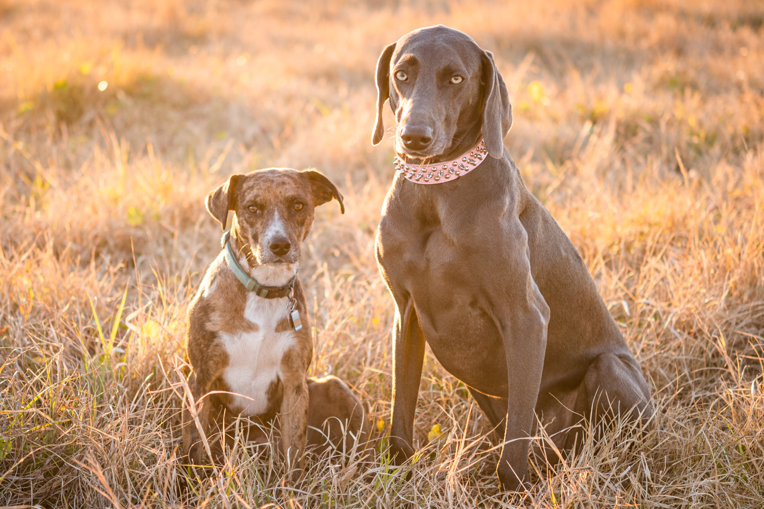 Sunset portrait of two dogs