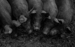 Pigs at Bobolink Dairy and Bakehouse