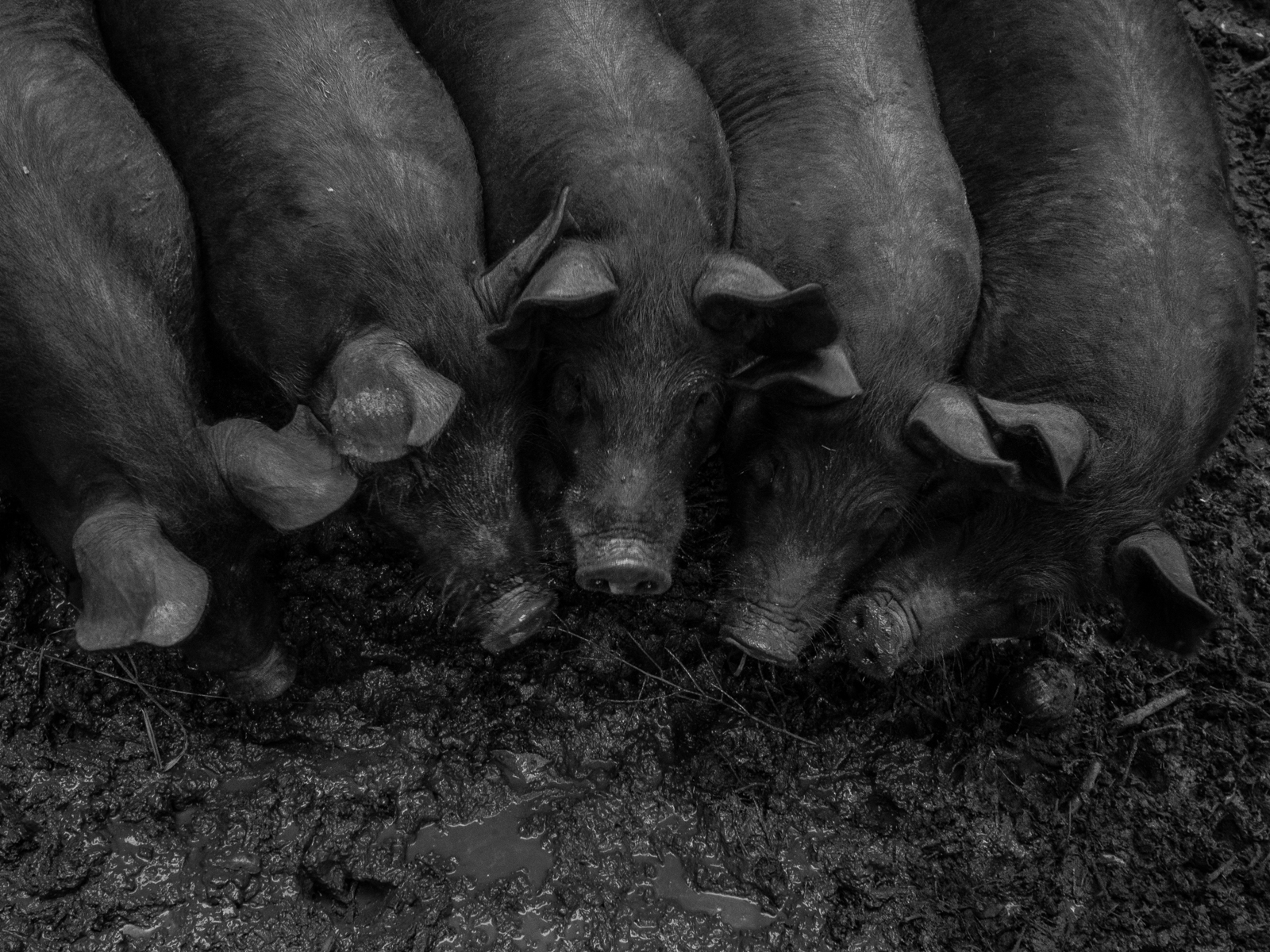 Pigs at Bobolink Dairy and Bakehouse
