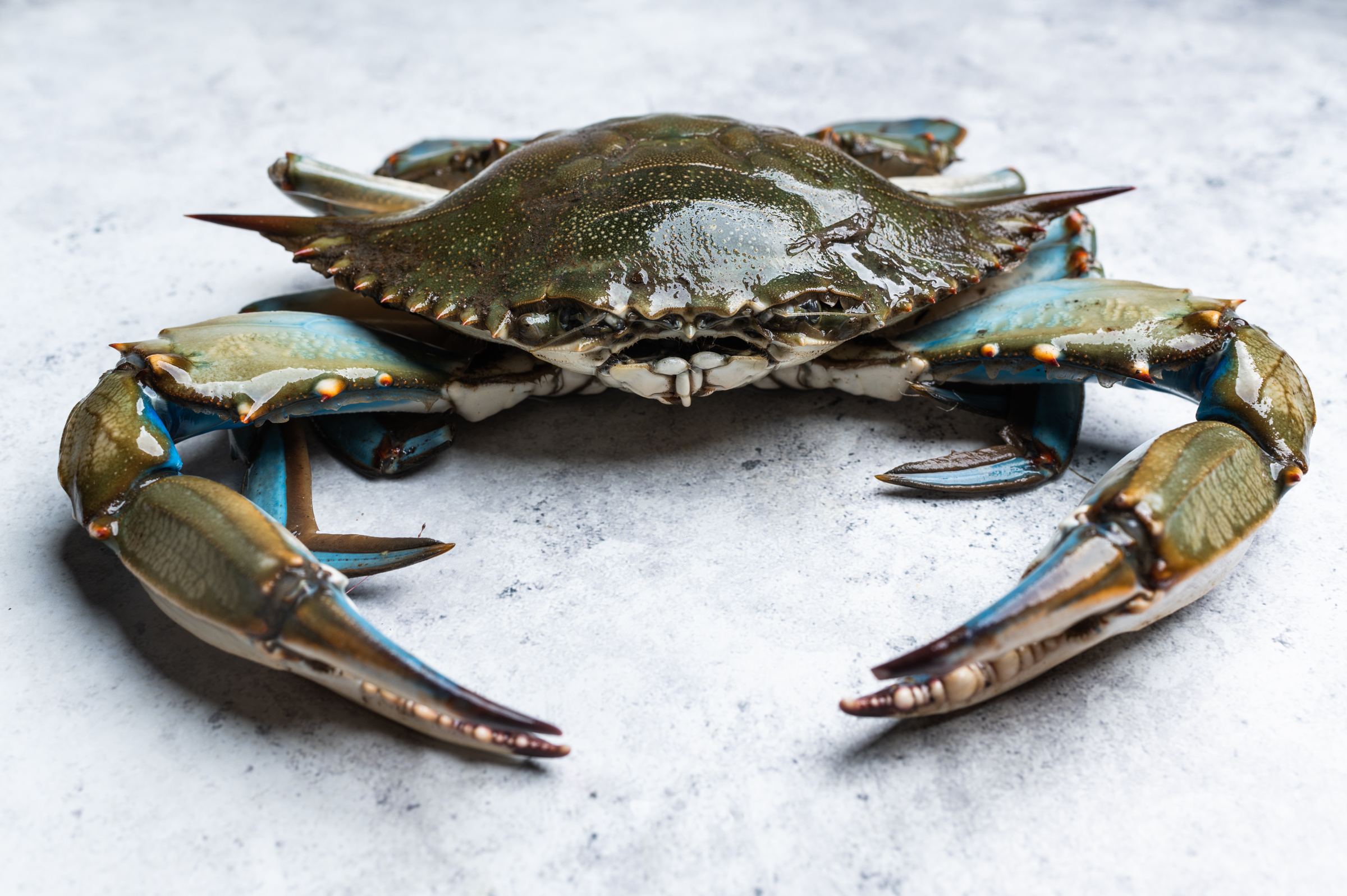 Male blue crabs can be identified by larger, blue-tipped claws