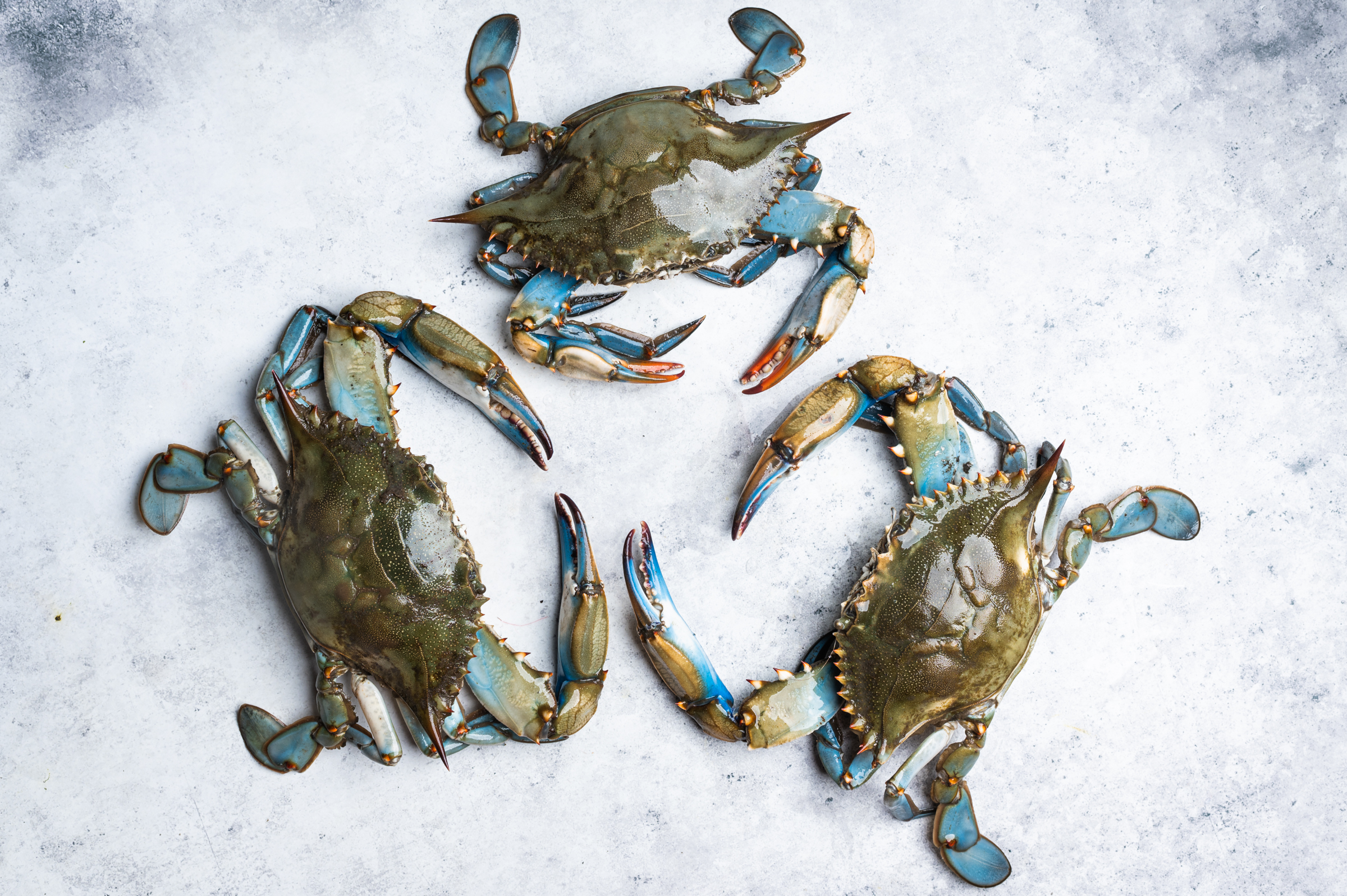 Three live blue crabs - two females and one male
