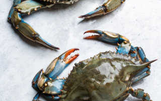 Fresh blue crabs from Empire, Louisiana