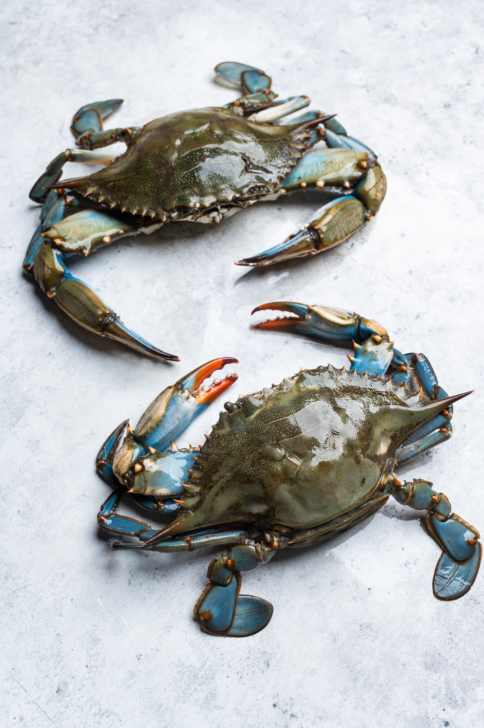 Fresh blue crabs from Empire, Louisiana